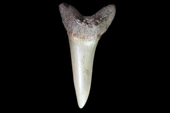 Fossil Shortfin Mako Shark Tooth - Georgia #75274